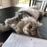 Gray Siberian Forest Cat