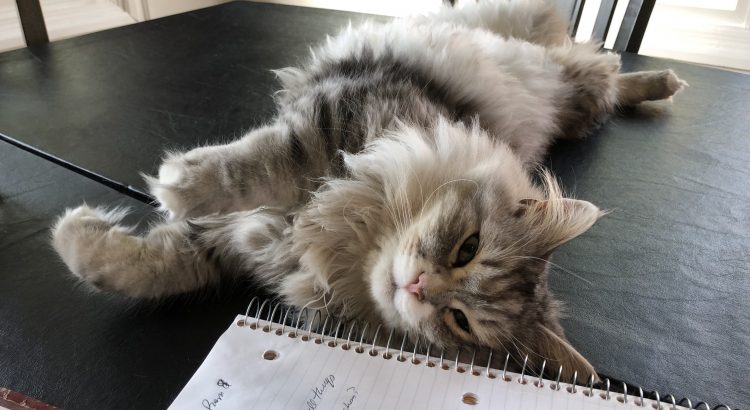 Gray Siberian Forest Cat